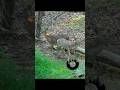 SHOOTING 2 DEER AT ONCE Hunting Archery Bowhunting Wildlife