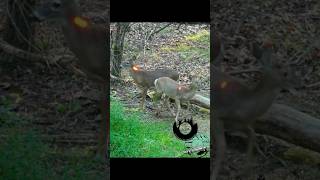 SHOOTING 2 DEER AT ONCE 😤 #hunting #archery #bowhunting #wildlife