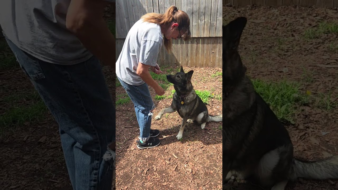 Glowy Chloe, a ADOPTABLE German Shepherd Dog in Brookings, SD video 5/5
