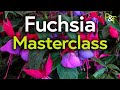 Fuchsia Masterclass (potting, pruning, cuttings, hardiness) - Pots & Trowels