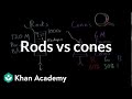 Photoreceptors (rods vs cones) | Processing the Environment | MCAT | Khan Academy