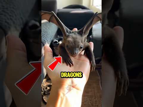 Top 5 Real-Life Dragons That Actually Exist 🐉