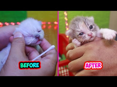 HOW TO CLEAN THE KITTEN'S EYES FOR NO INFECTION