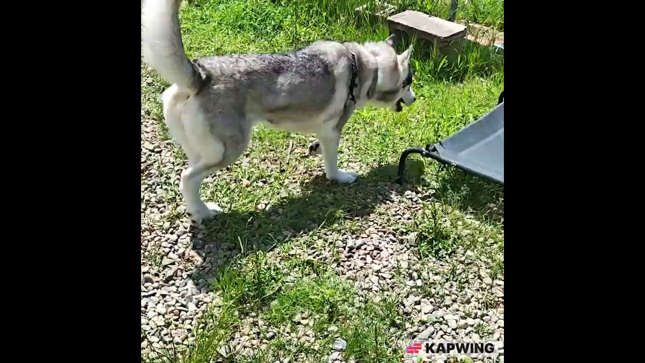Enlarge Sasha, a ADOPTABLE Siberian Husky in Salem, NH video 6/6