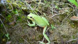 preview picture of video 'RAINETTE méridionale Hyla meridionalis LES SALèRES 66500 PRADES'