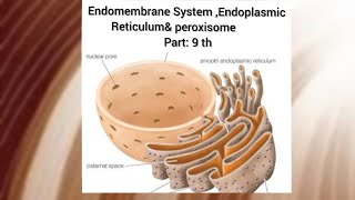 endomembrane system , endoplasmic reticulum and peroxisome, part:9, ch.8 class 11th of ncert biology
