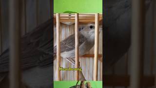 Download lagu Sikatan londo gacor suara keras dan lantang #birds #sikatan #shorts mp3