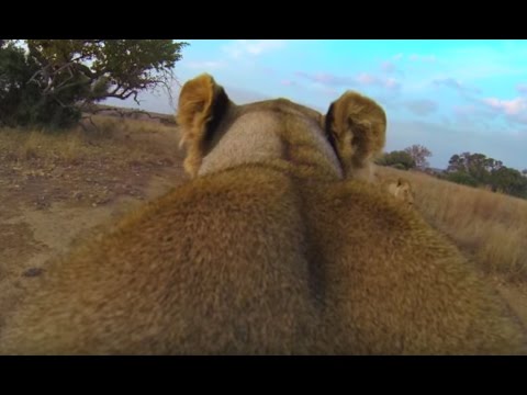 GoPro on a Lion! | The Lion Whisperer