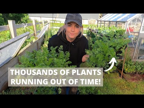 So Many Plants, So Little Time! At Work on the Flower Farm 🌸