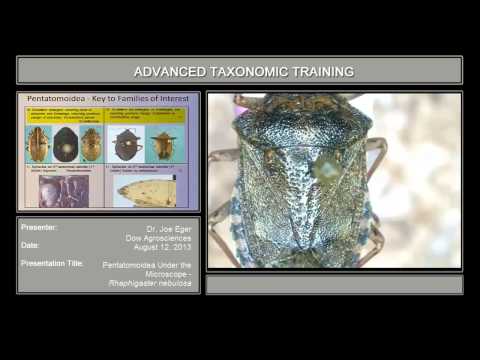 Pentatomoidea under the microscope - <em>Rhaphigaster nebulosa</em>