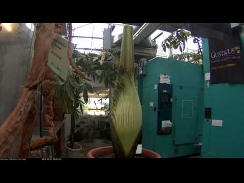 Perry the Corpse Flower Full Bloom Cycle 2016 Video