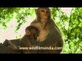 Nap Time For Baby Macaque And Its Mama