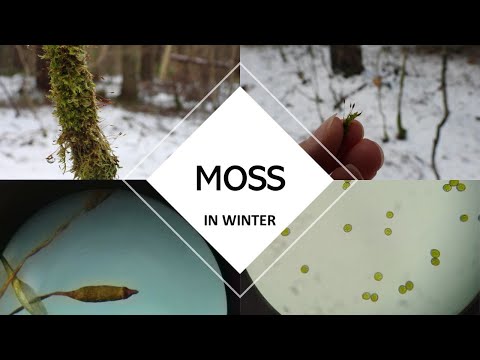 Moss in winter. Microscopy of spores.