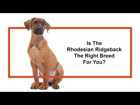 Rhodesian Ridgeback Breed Video