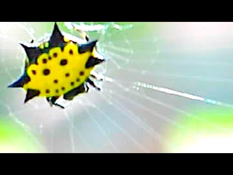 DEADLY SPIDERS ATTACK Video