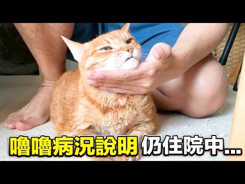【嚕嚕病況說明！仍住院中…】志銘與狸貓