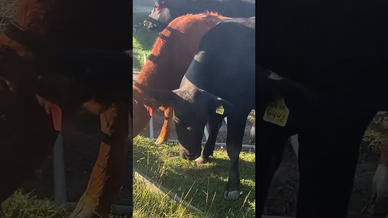 From SUV Trunk to Homestead Queen: Daisy's Calf Journey