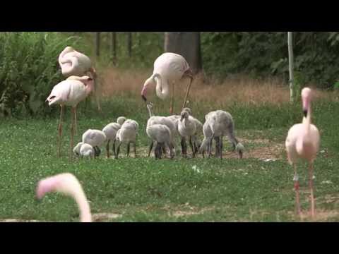 Flamingokindergarten im Tiergarten Schönbrunn