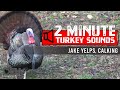 Wild Turkey Sounds Jake Yelps And Calking How To Use Jake Sounds To Entice Gobblers Into Range