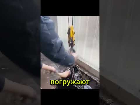 Как быстро удалить шерсть с животного с помощью канифоли