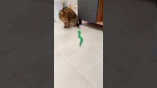 Download lagu snake versus cat funny video mp3