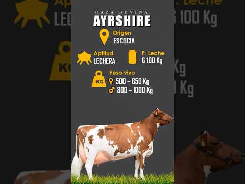 , title : 'Raza bovina lechera Ayrshire. #raza #bovinos #ayrshire #vacas #ganado #ganaderia #zootecnia'