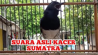 Download lagu Suara Asli Kacer Sumatra Gacor Cari Lawan @sonsin net mp3 Download lagu Suara Asli Kacer Sumatra Gacor Cari Lawan @sonsin net mp3