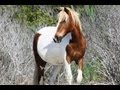 Search for Wild Horses Search for Wild Horses