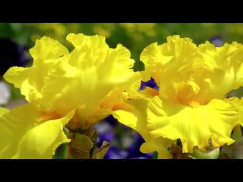 Y E L L O W  -   I R I S   -  F L O W E R S  -   !