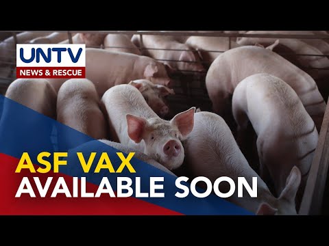 Rollout of ASF vaccine, possible in September - DA