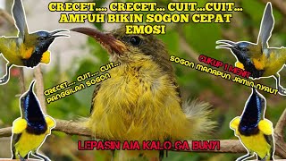 Download lagu CRECET....CRECET....CUIT PANCINGAN AMPUH BURUNG SOGON BAHAN AGAR EMOSI mp3