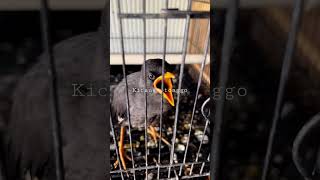 Download lagu jalak kebo anakan suaranya enak untuk masteran murai mp3