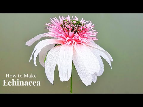 How to make Coneflower (Echinacea) Using Crepe Paper|Echinacea (Crepe) Paper Flower |MA Cook & Decor