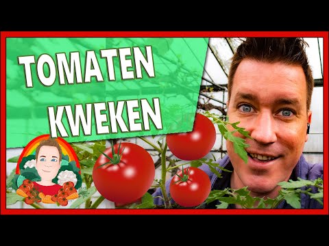 , title : 'TOMATEN KWEKEN VAN A TOT Z | Moestuin vlog 141 | Tomaten verspenen, tomaten planten, Tomaten in pot'