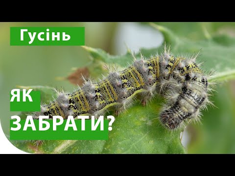 Гусеница - как бороться? Репейница на сое, совка на подсолнечнике