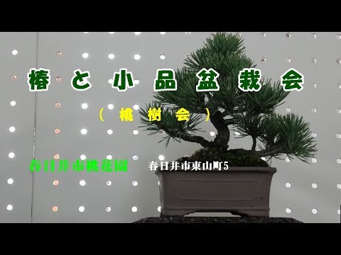 2019 12 01　春日井市桃花園　椿と小品盆栽会