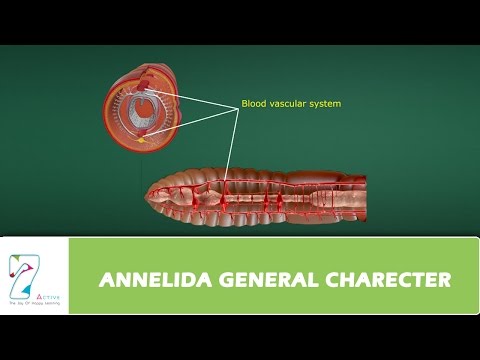 ANNELIDA GENERAL CHARECTER