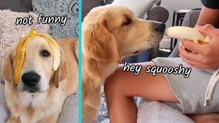 Dogs eating their FIRST BANANA with Funny Commentary!