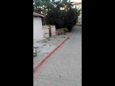 Kedinin yabik  avı (havada yakalıyor) :))