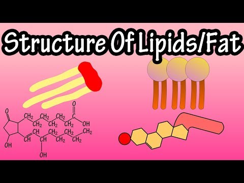 Lipids - Structure Of Lipids - Structure Of Fats - Triglycerides, Phospholipids, Prostaglandins Video