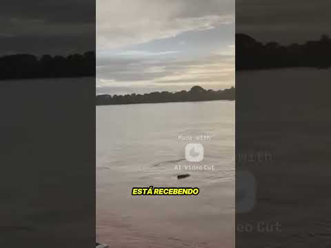 IBIAÍ-MG: AS ÁGUAS DO VELHO CHICO E A VOLTA DOS PEIXES! 🐟🌊 #shortspeixe aparece