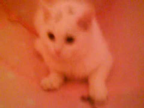 Yalanmis - Crazy Ossie  karisik muzik  (BONCUK kedicik)