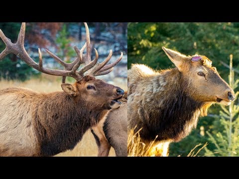 Bull Elk King the Day of Dropping his Antlers