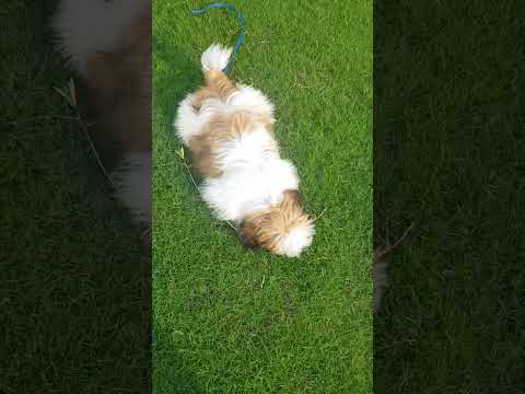 #shihtzupuppy #shihtzu #shih #shihtzus #cute #smalldogbreed #cutedog #shihtzugrooming #puppy #dog