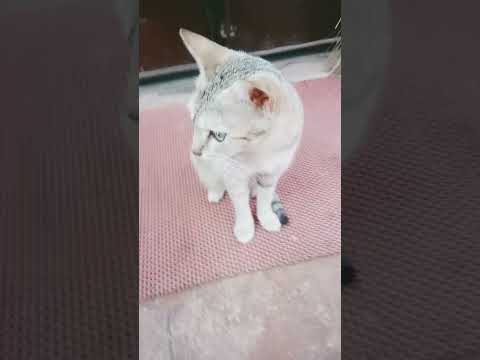 #subscribe #funny #catvideos #funnycomedy