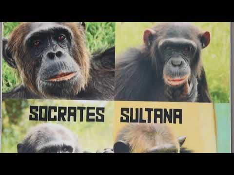 Giving Day for Apes - Sweetwaters Chimpanzee Sanctuary, Ol Pejeta