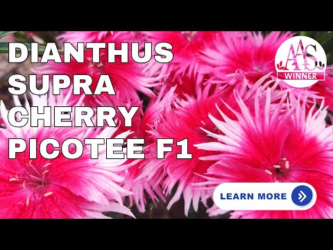 'Supra Cherry Picotee' Dianthus: The AAS Winner You Need in Your Garden! 🌸#gardening #gardenflowers