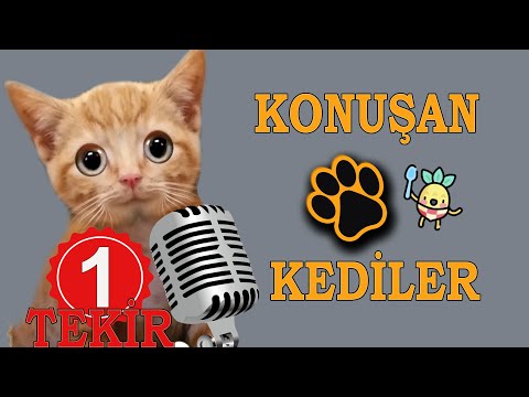Konuşan Kediler 26-En Komik Kedi Videoları