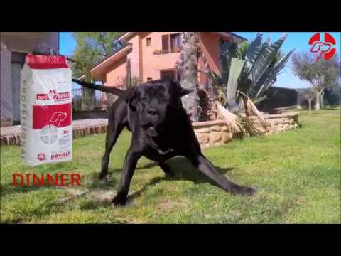 Il Cane Corso Ulcan mangia di gusto, è pieno di energia ed ha il pelo brillantissimo