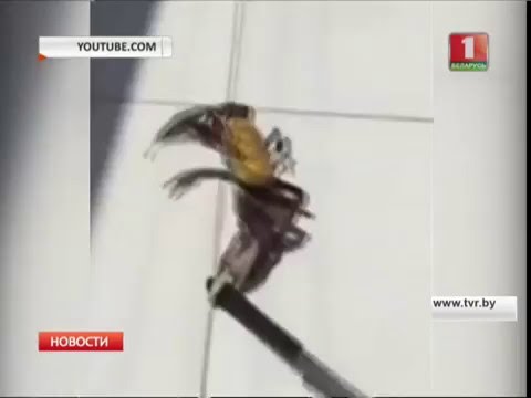 Краб с ножом убегает из ресторана